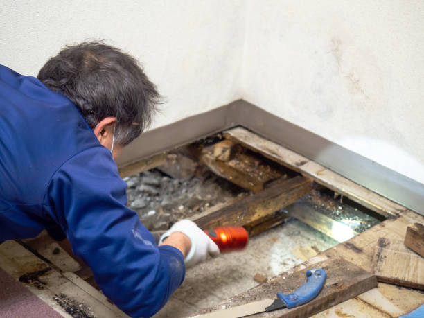 Best Water Damage Restoration  in Woodside, PA