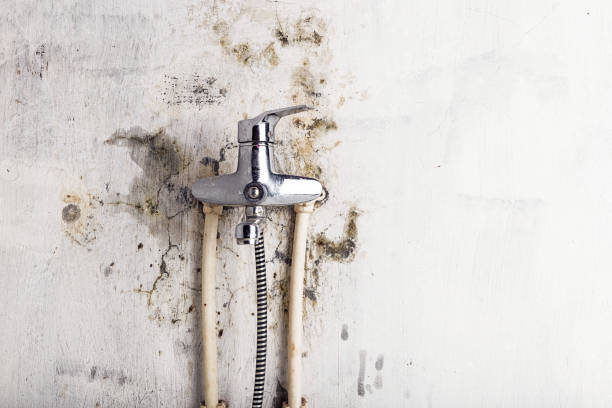 Best Professional Mold Removal  in Woodside, PA