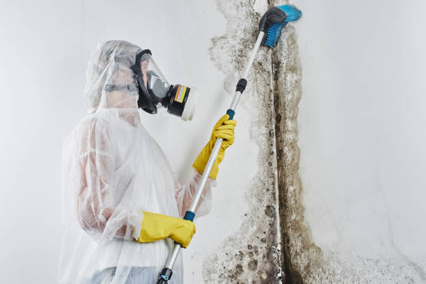 Professional Mold Removal in Woodside, PA