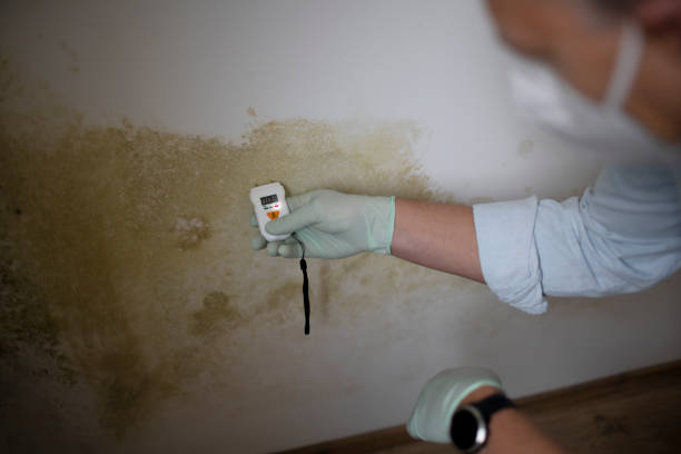Best Mold Cleaning Services  in Woodside, PA