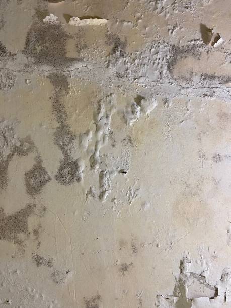 Best Residential Mold Removal  in Woodside, PA