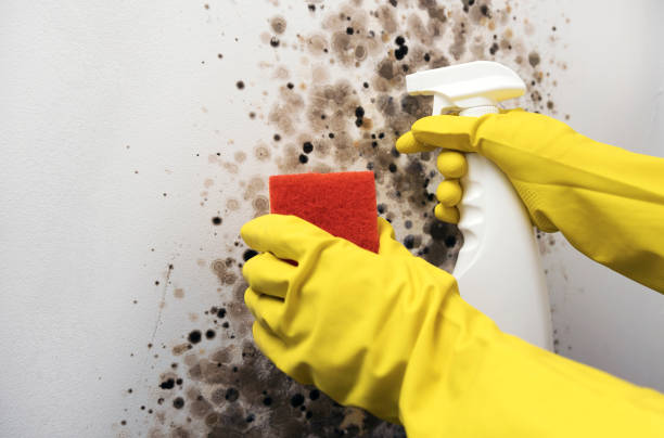 Best Toxic Mold Removal  in Woodside, PA