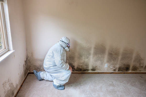 Best Home Mold Removal  in Woodside, PA