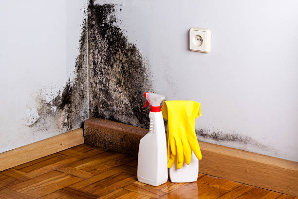 Best Attic Mold Removal  in Woodside, PA