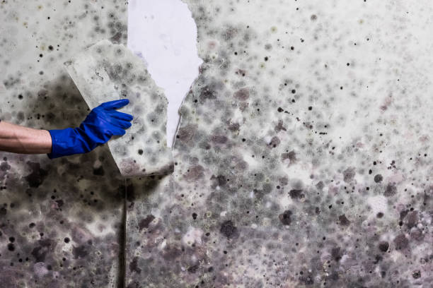 Best Mold Testing and Removal  in Woodside, PA