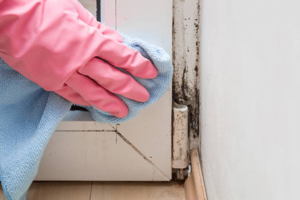 Best Professional Mold Removal  in Woodside, PA