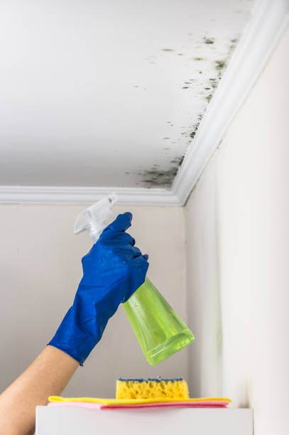 Best Affordable Mold Removal  in Woodside, PA