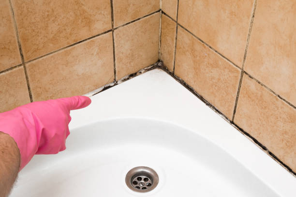 Mold Testing and Removal in Woodside, PA